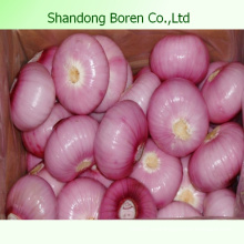 Свежий красный лук, произведенный в Китае